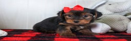 Yorkshire Terrier dogs for sale: CODY - Ad 12