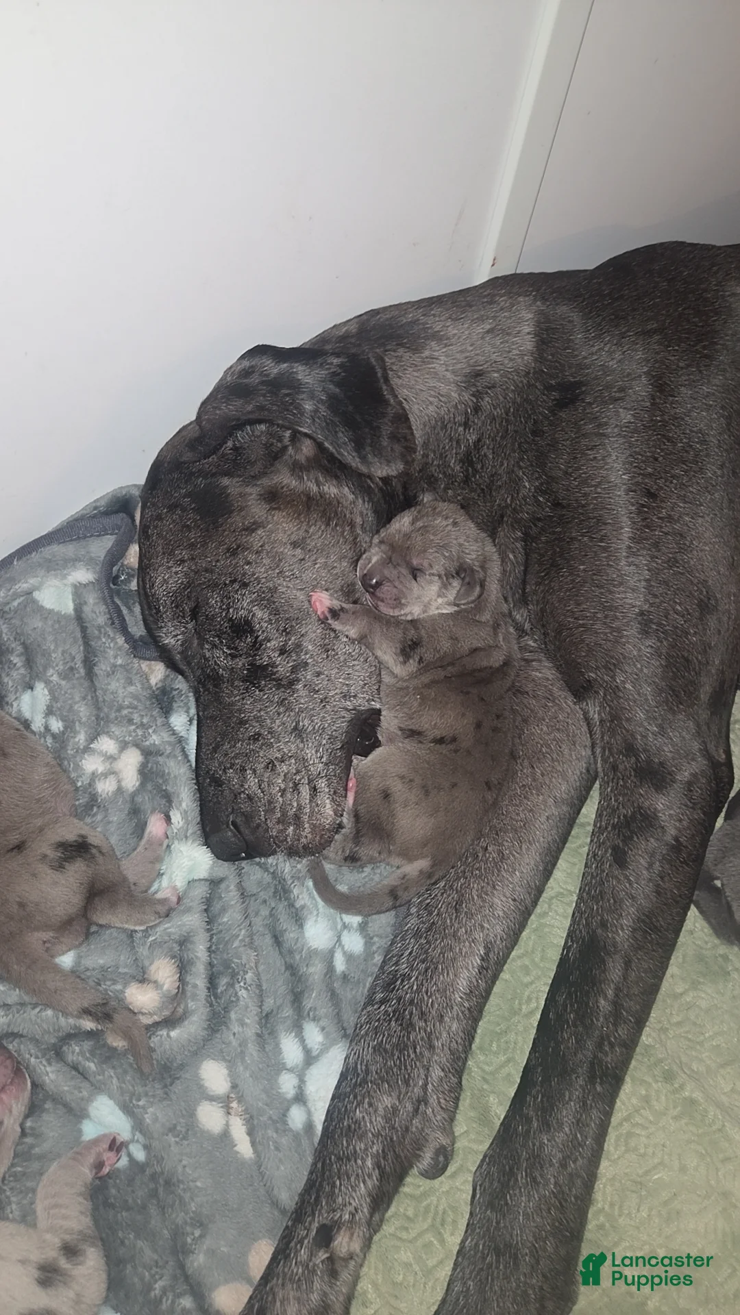 Mixed Breed dogs for sale: Mixed Breed Puppy 5 - Ad 2