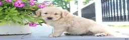 Golden Retriever dogs for sale: Tessa - Ad 3