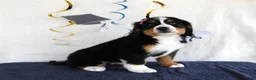 Bernese Mountain Dog dogs for sale: Margie - Ad 4