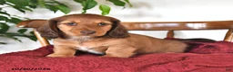 Miniature Dachshund dogs for sale: Hunter - Ad 4
