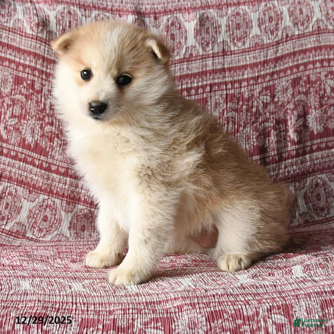 Pomsky dogs for sale: Lisa - Ad 2