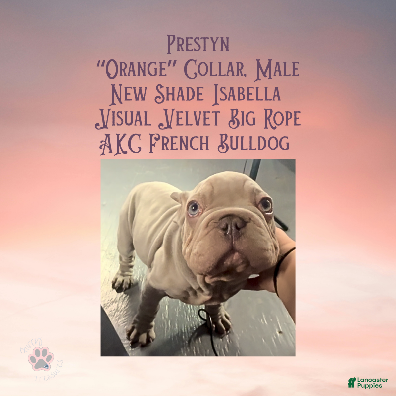 French Bulldog dogs for sale: Prestyn “ Orange” Collar, Male - Ad 12