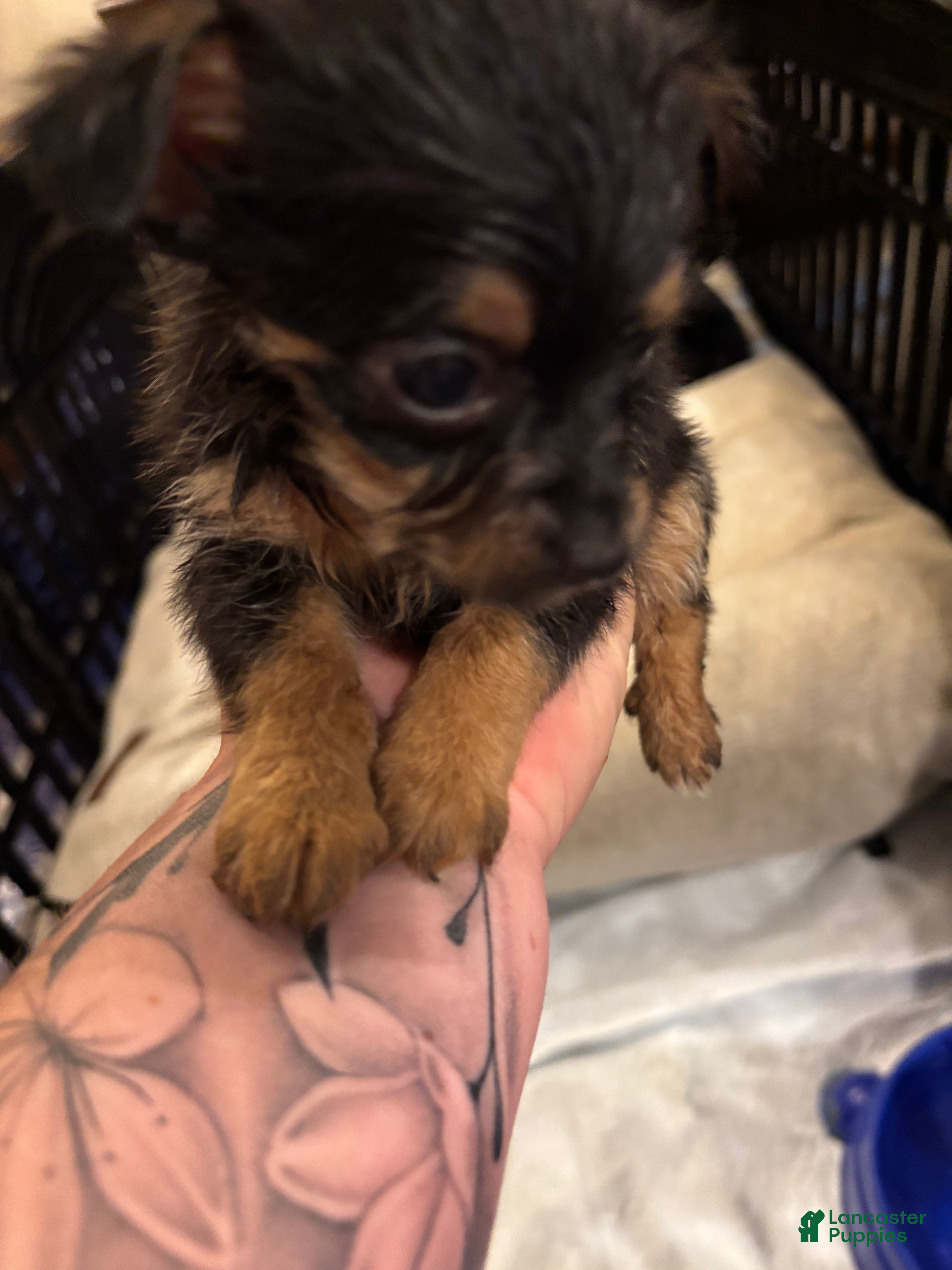 Chorkie dogs Chorkie Puppy 4 - Ad 1