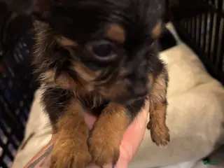 Chorkie dogs for sale: Chorkie Puppy 4 - Ad 3