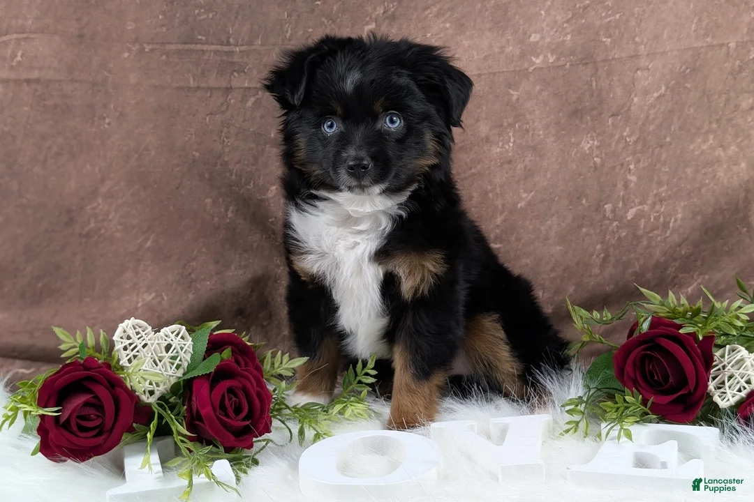 Toy Australian Shepherd dogs for sale: Banjo - Ad 3