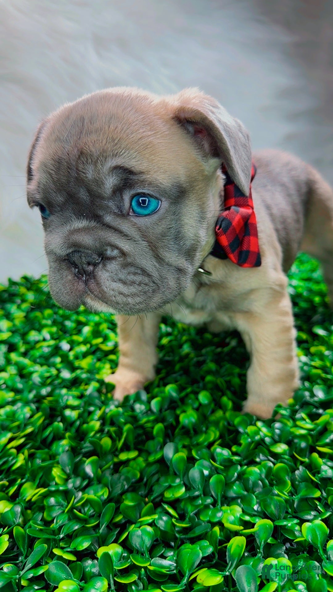 French Bulldog dogs for sale: FEVER  - Ad 4