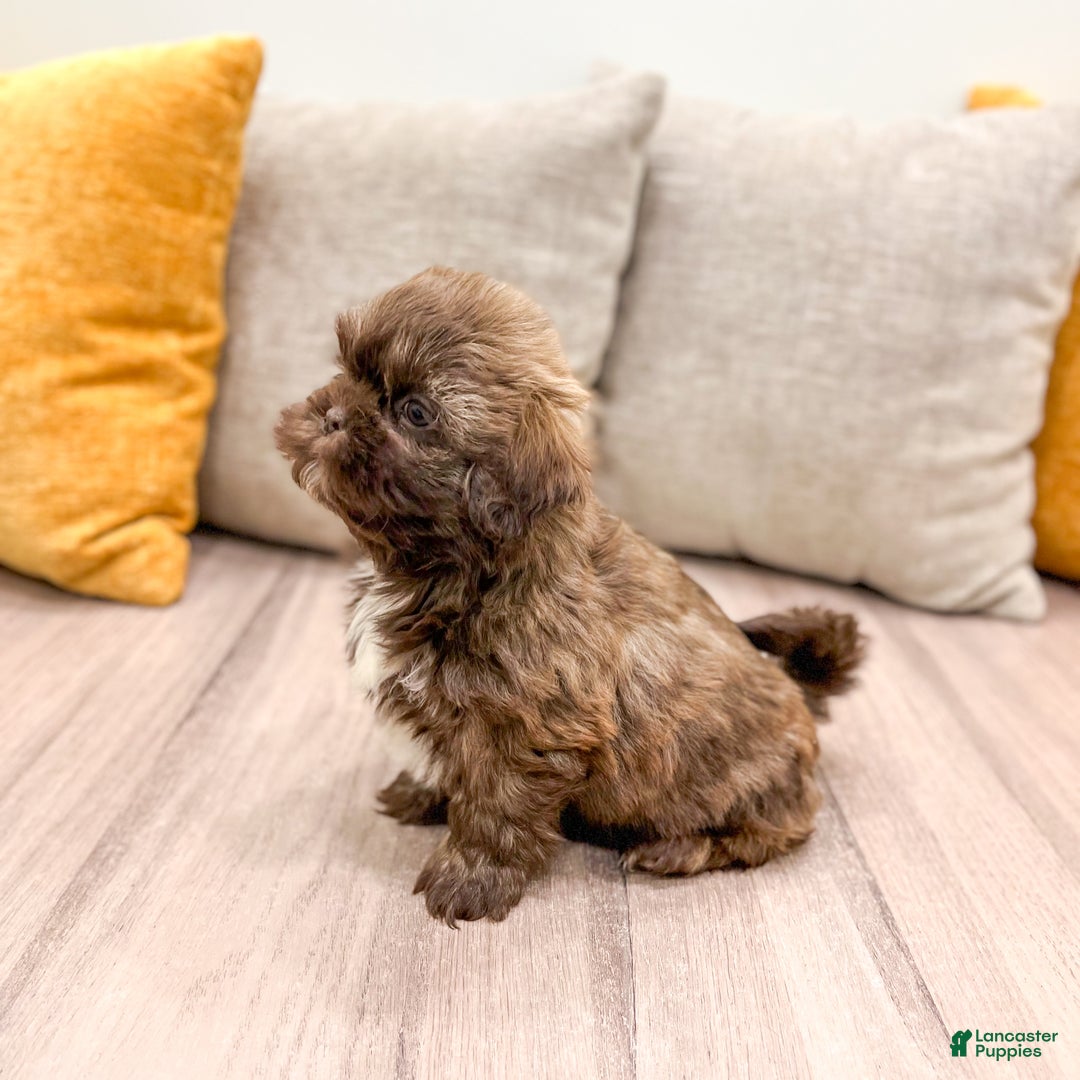 Shih Tzu dogs for sale: Chief - Ad 4