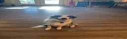 Border Collie dogs for sale: Specks - Ad 29