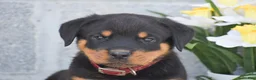 Rottweiler dogs for sale: Nate - Ad 2