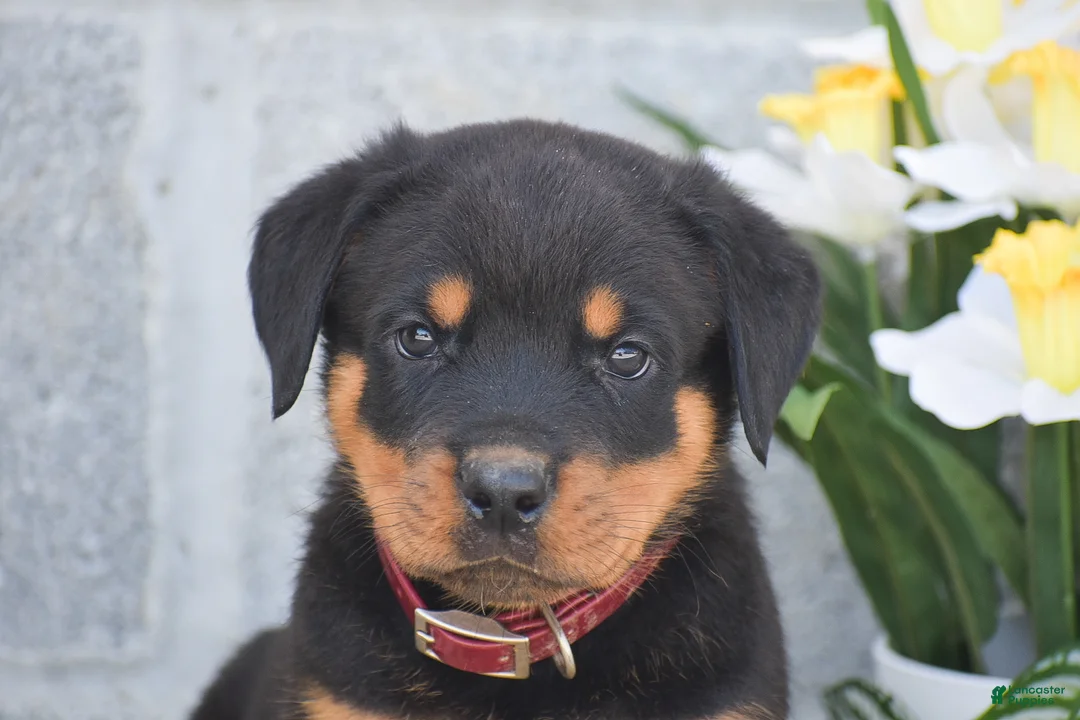 Rottweiler dogs for sale: Nate - Ad 2