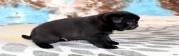 Pug dogs for sale: Greg - Ad 4