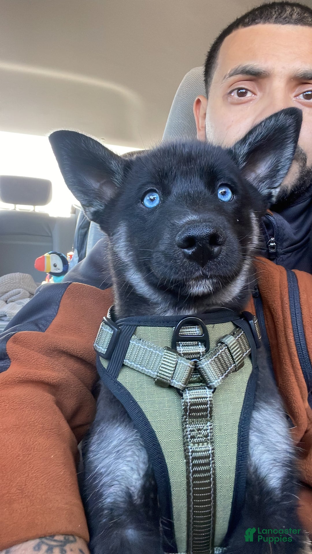 Gallery Image {{count}}