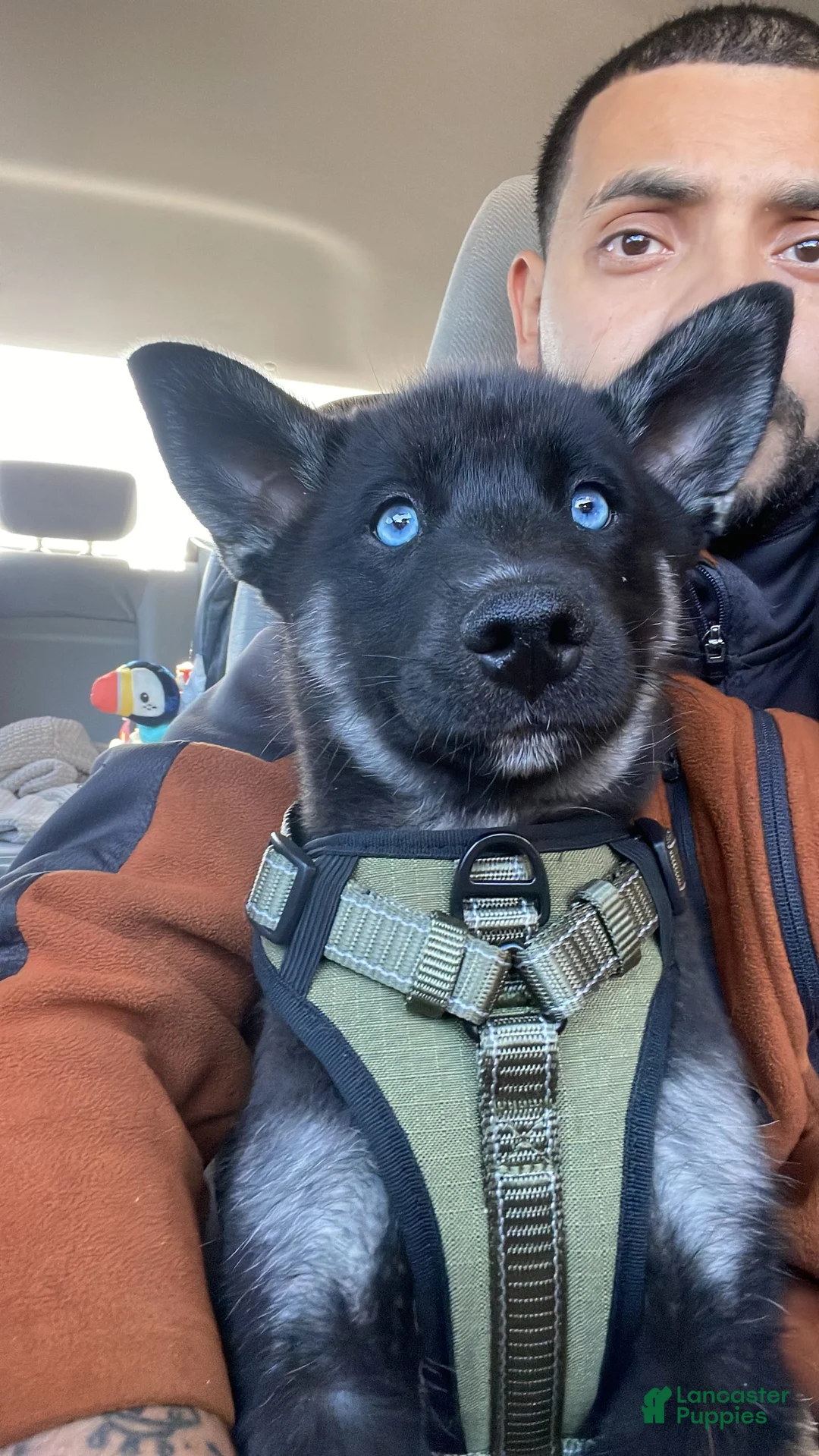 Gallery Image {{count}}