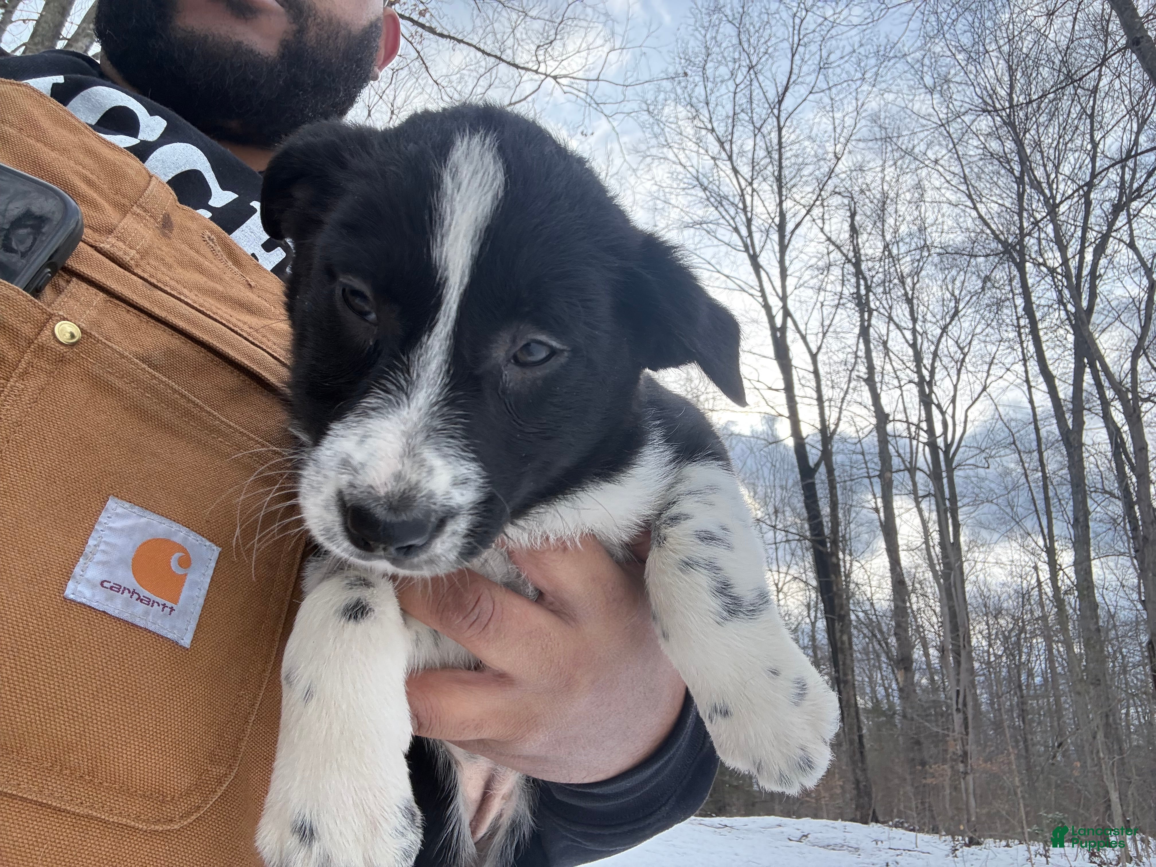 Border Collie dogs Border Collie Puppy 2 - Ad 8