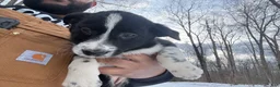 Border Collie dogs for sale: Border Collie Puppy 2 - Ad 1
