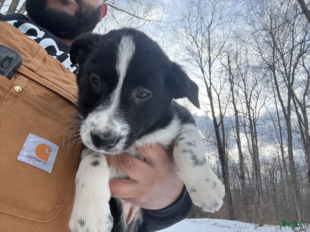 Border Collie dogs for sale: Border Collie Puppy 2 - Ad 1