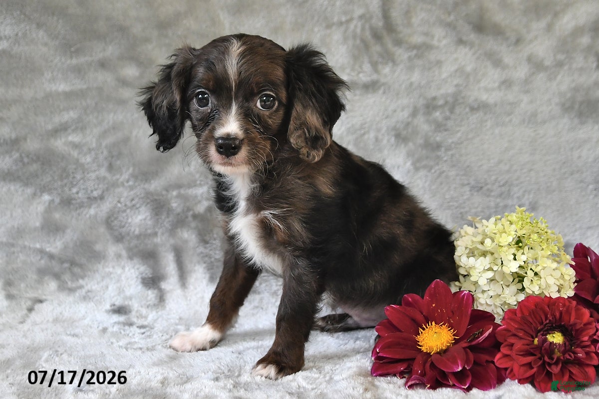 Cavapoo dogs for sale: Karson - Ad 2