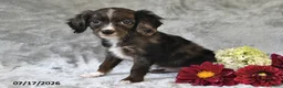 Cavapoo dogs for sale: Karson - Ad 1