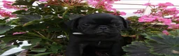 Pug dogs for sale: Pug 4 Megan - Ad 3