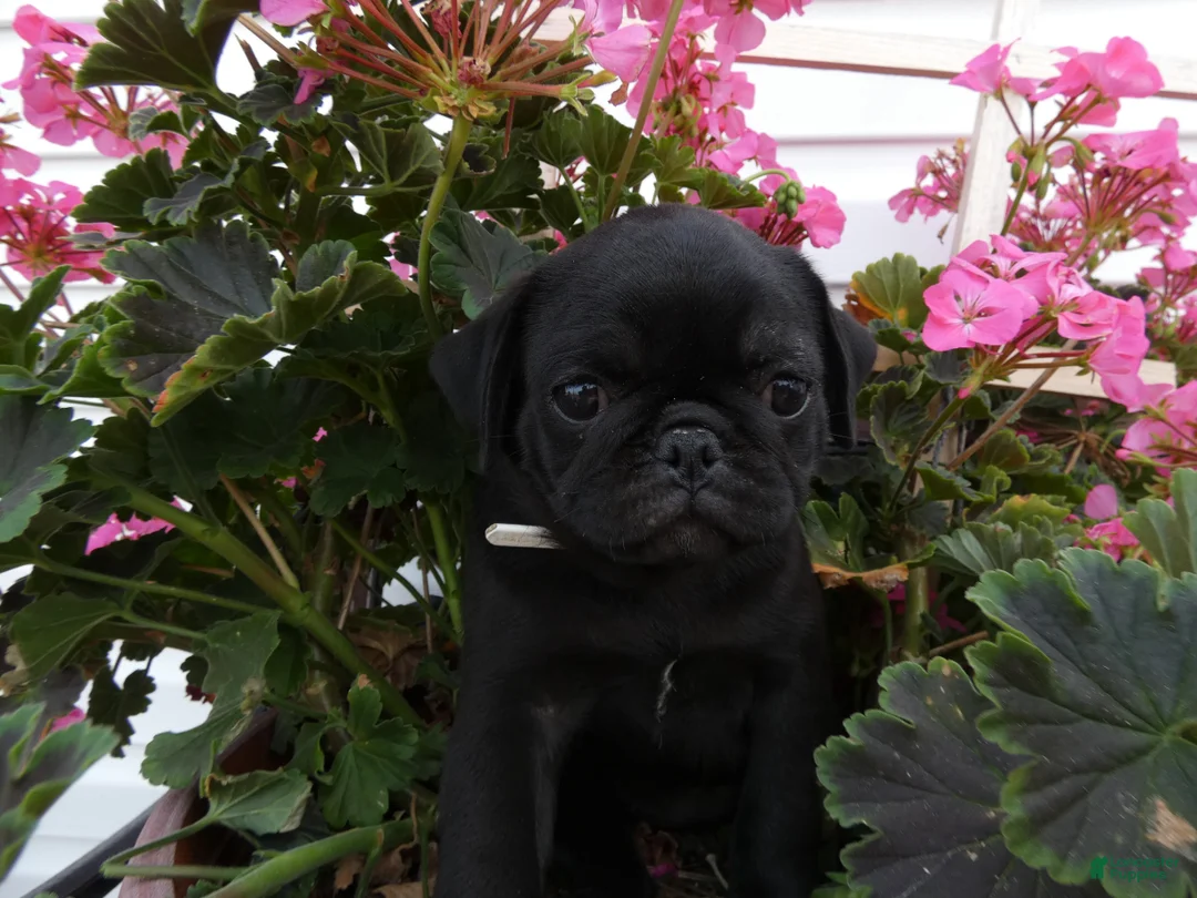 Pug dogs for sale: Pug 4 Megan - Ad 3