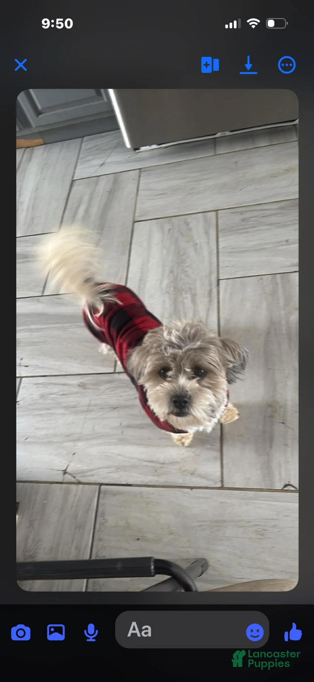Shihpoo dogs for sale: Shihpoo 2 - Ad 2