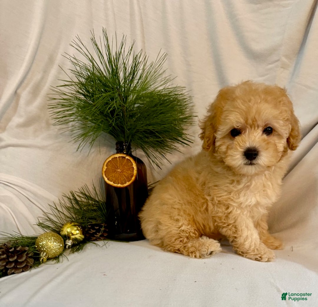 Toy Poodle dogs for sale: Gracie - Ad 2