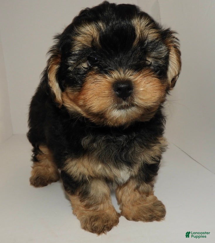 Mixed Breed dogs Mixed Breed Puppy 3 - Ad 7