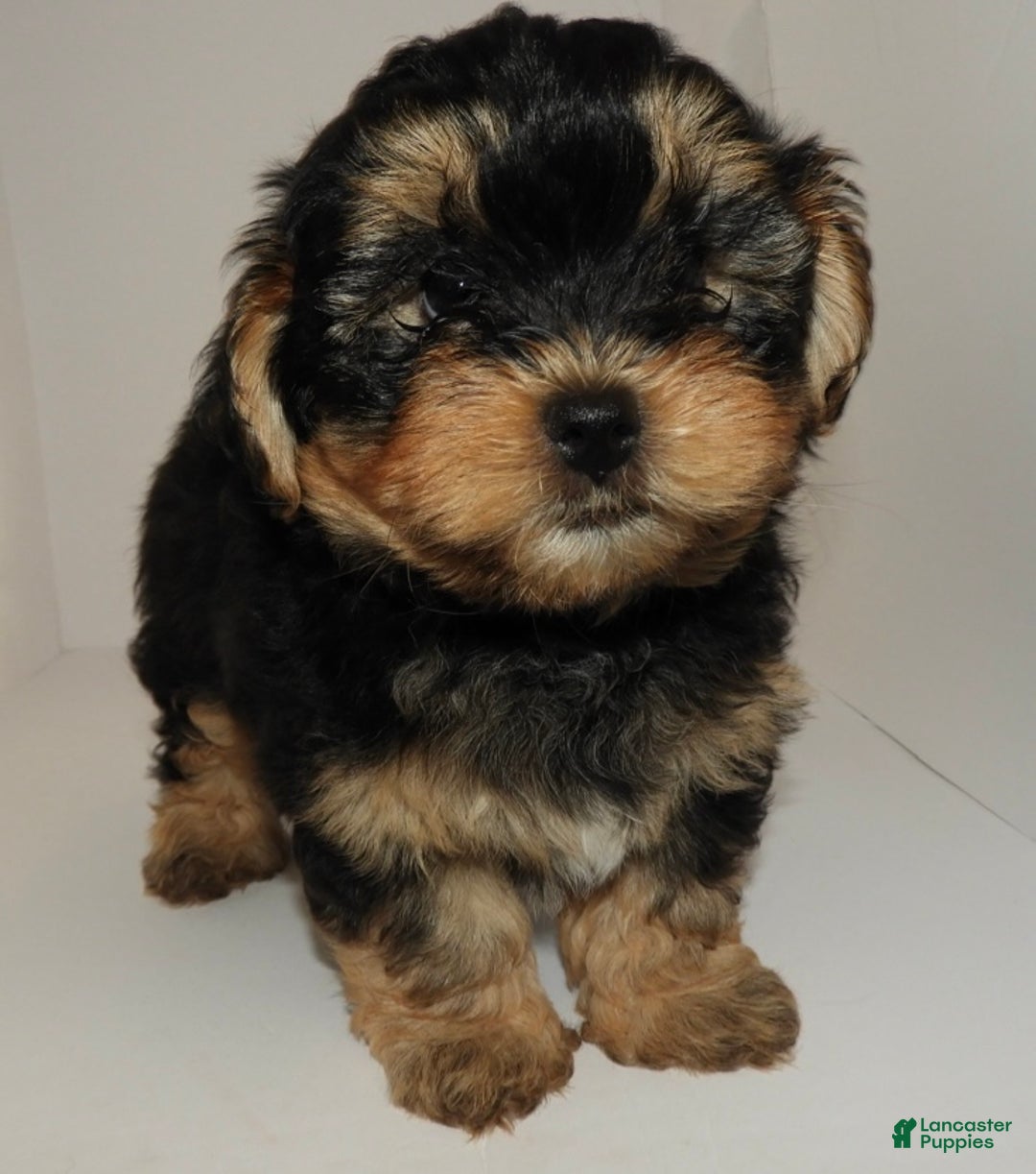 Mixed Breed dogs for sale: Mixed Breed Puppy 3 - Ad 1