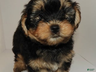 Mixed Breed dogs Mixed Breed Puppy 3 - Ad 7