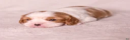Cavalier King Charles Spaniel dogs for sale: Cheers - Ad 11