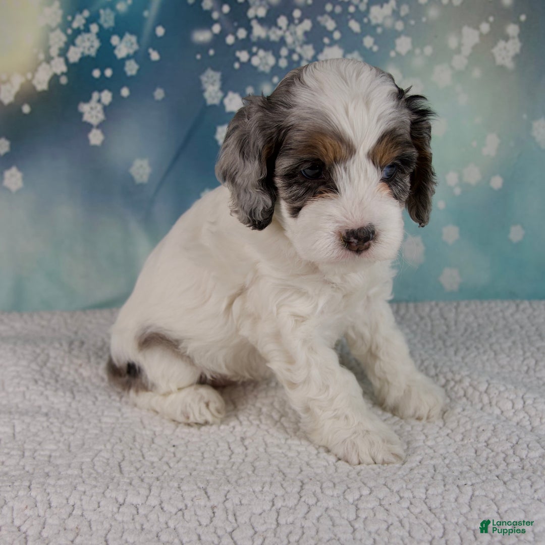 Cockapoo dogs for sale: Cassie - Ad 2