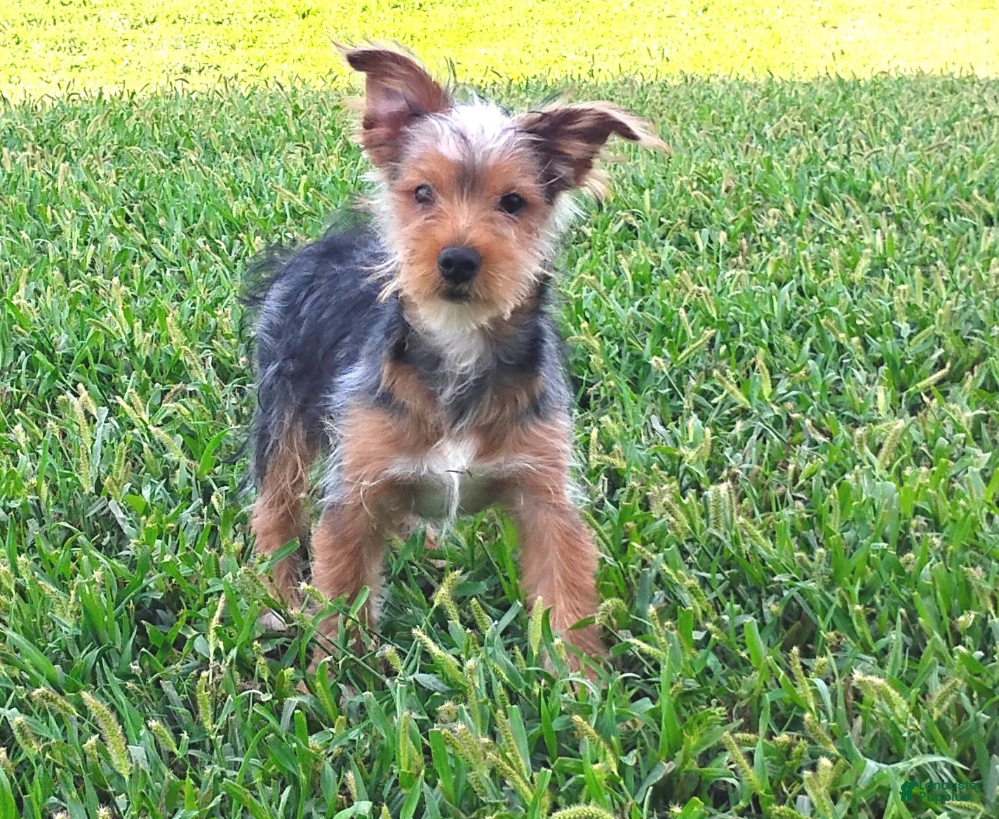 Pure white Yorkshire Terrier Puppies for sale Lancaster Puppies