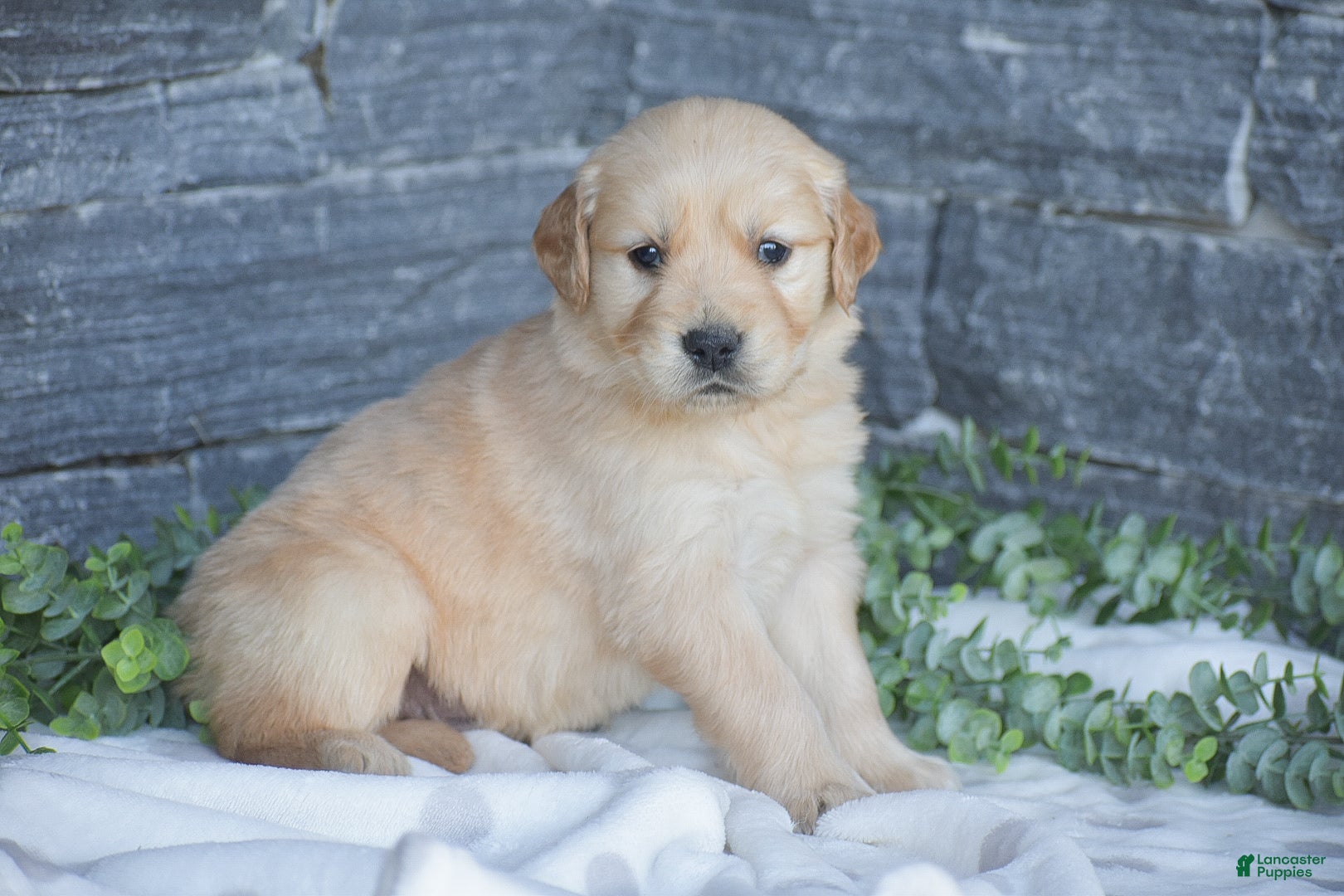 Golden Retriever dogs Bruno - Ad 1