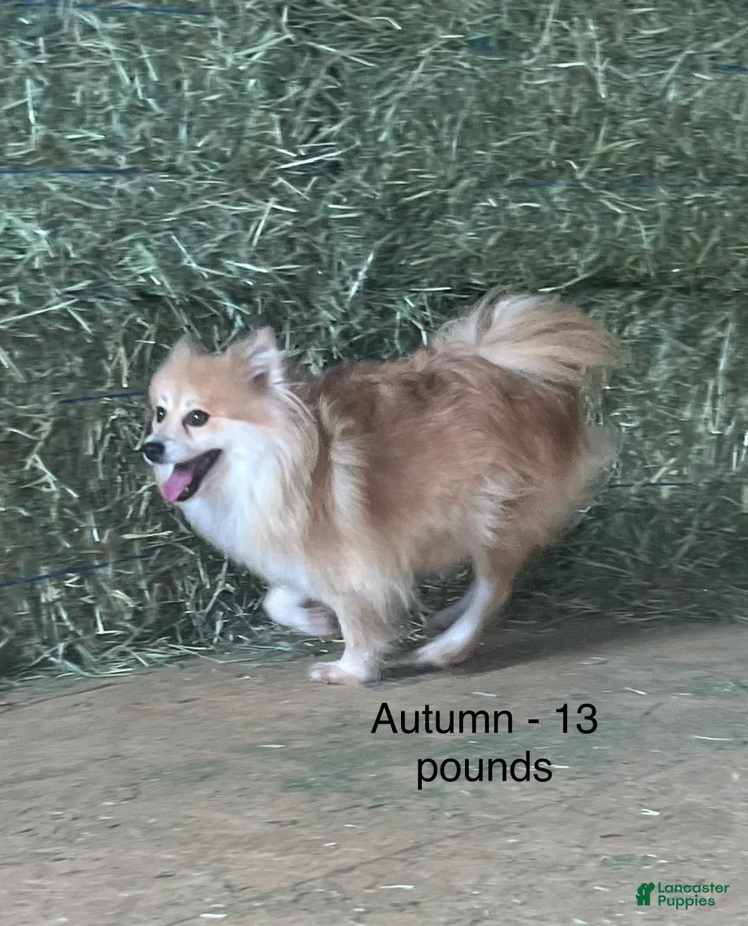 Pomeranian dogs for sale: Blackie - Ad 7