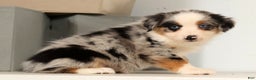 Miniature Australian Shepherd dogs for sale: Daisy - Ad 8