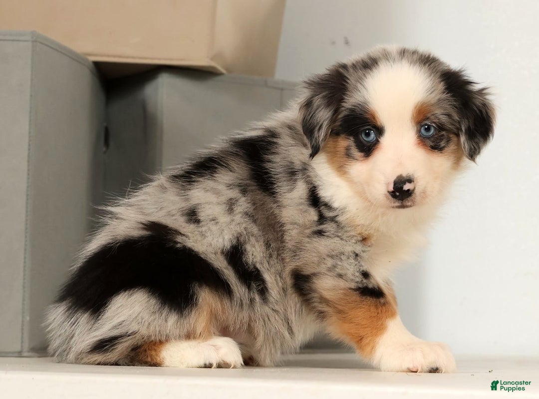 Miniature Australian Shepherd dogs for sale: Daisy - Ad 8