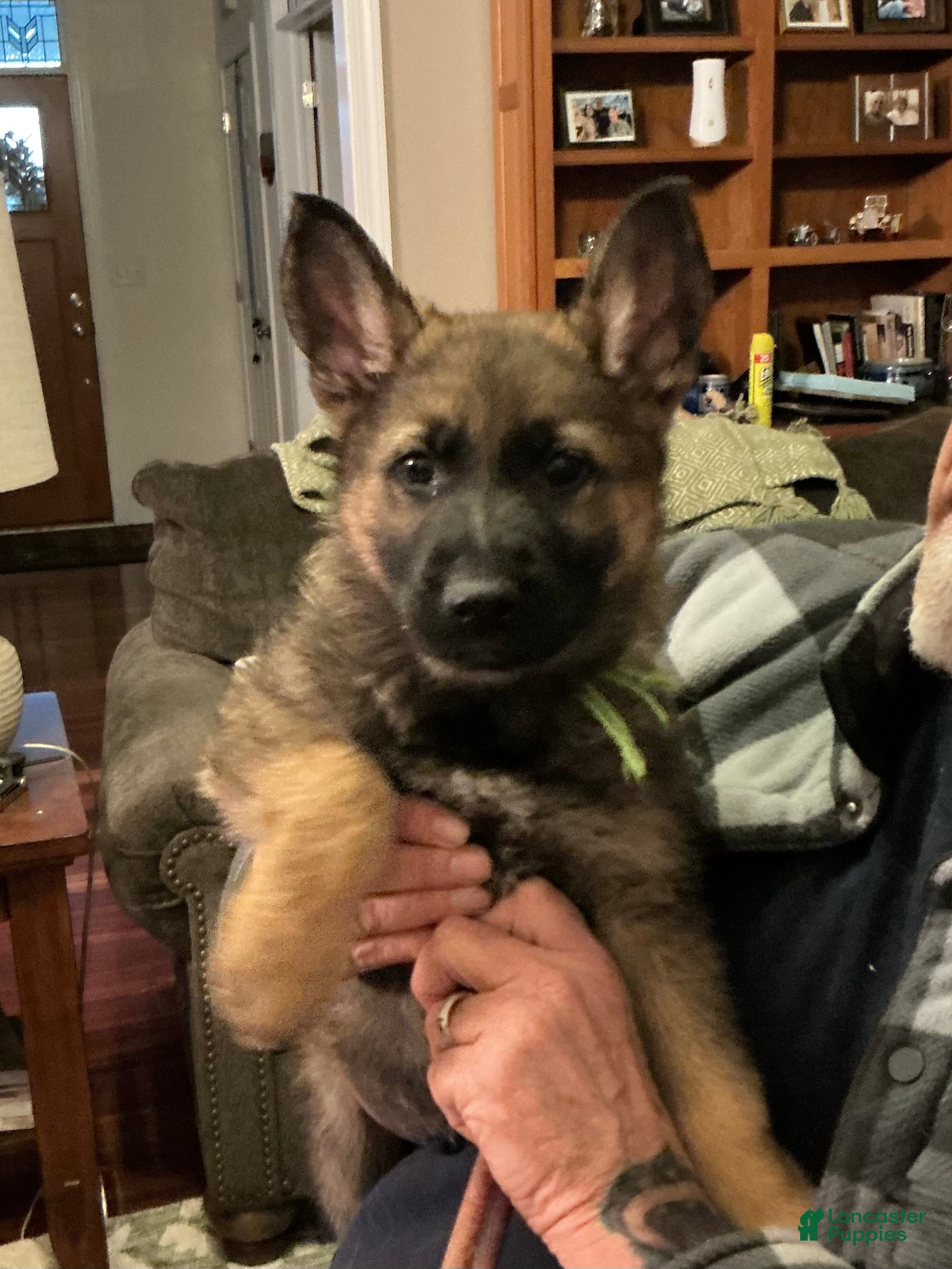 German Shepherd dogs German Shepherd Puppy 3 - Ad 1