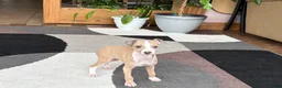 Italian Greyhound dogs for sale: Jaden  - Ad 10