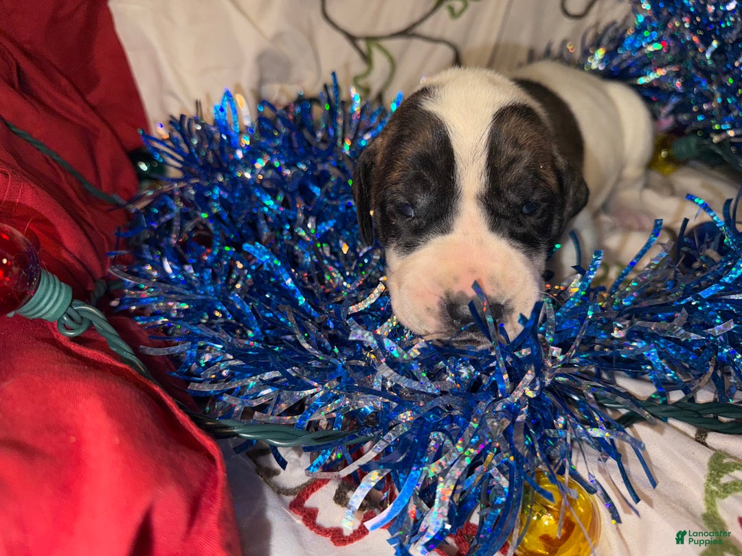 Great Dane dogs for sale: Howard - Ad 4