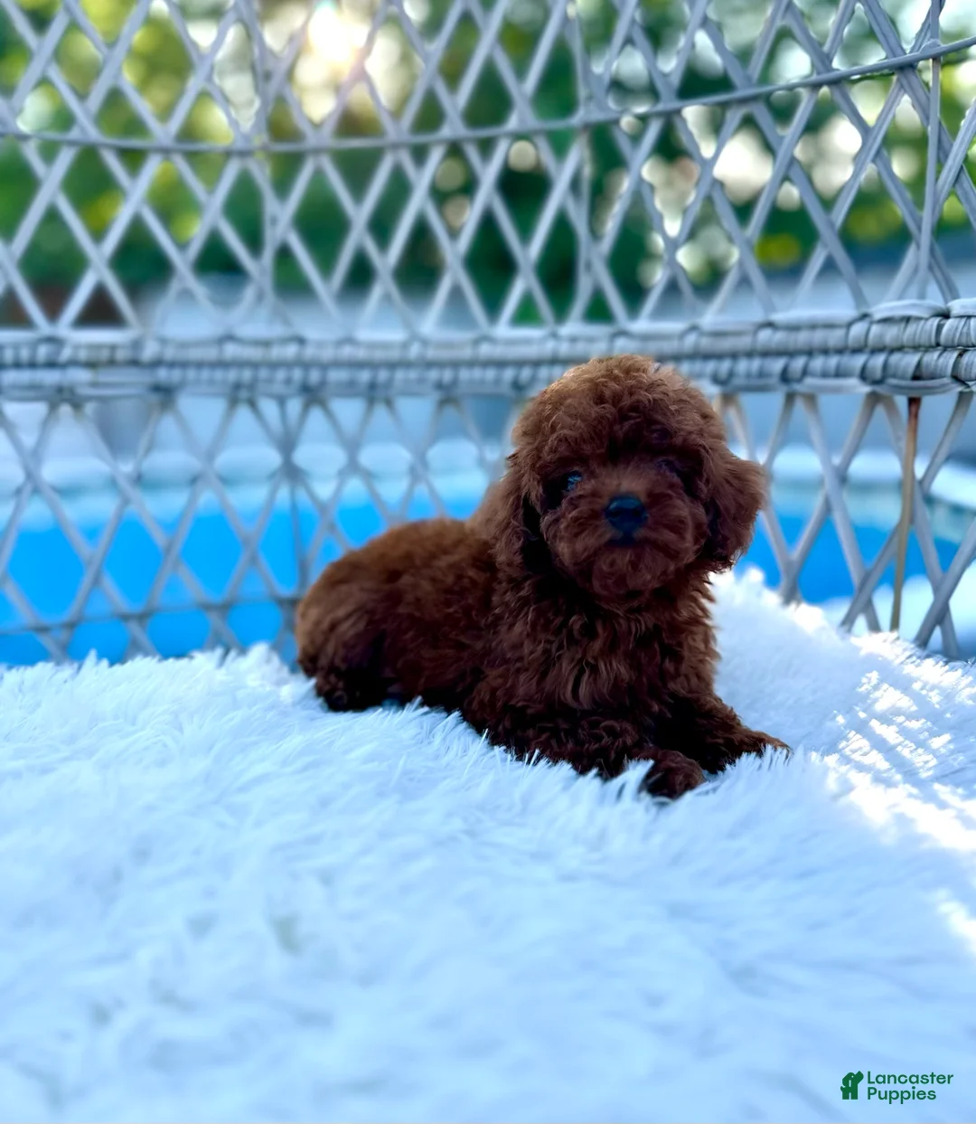 Toy Poodle dogs for sale: Toy Poodle 1 - Ad 2