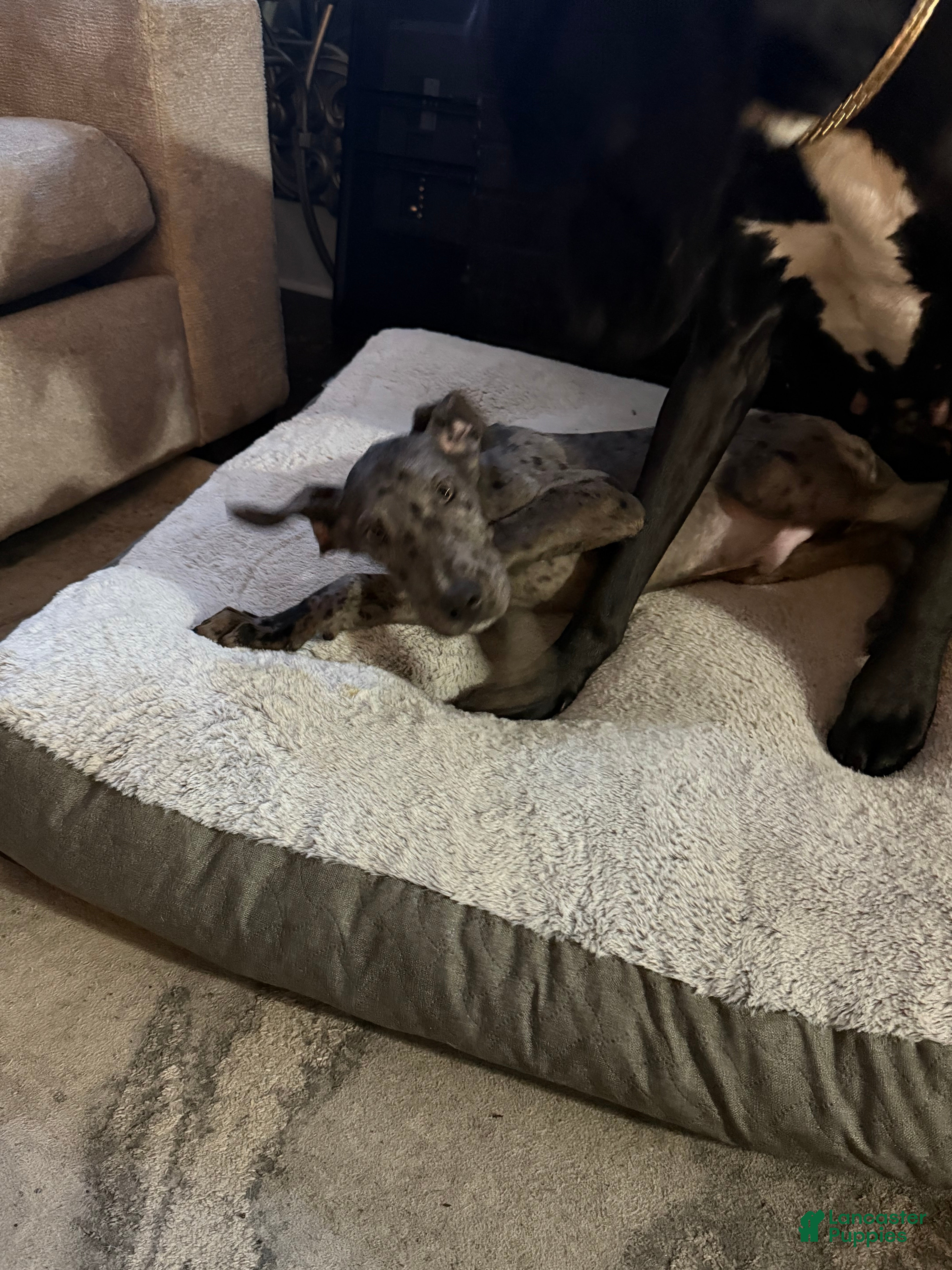 Great Dane dogs Jaxx - Ad 10