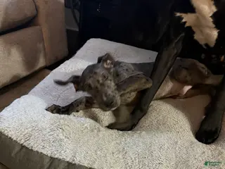 Great Dane dogs Jaxx - Ad 10