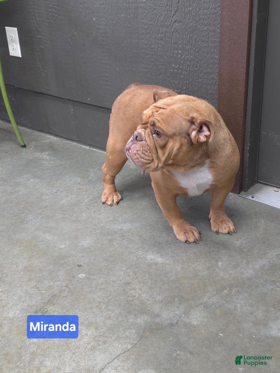 English Bulldog dogs for sale: Caroline - Ad 8