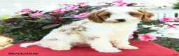 Cavapoo dogs for sale: Laurie - Ad 4