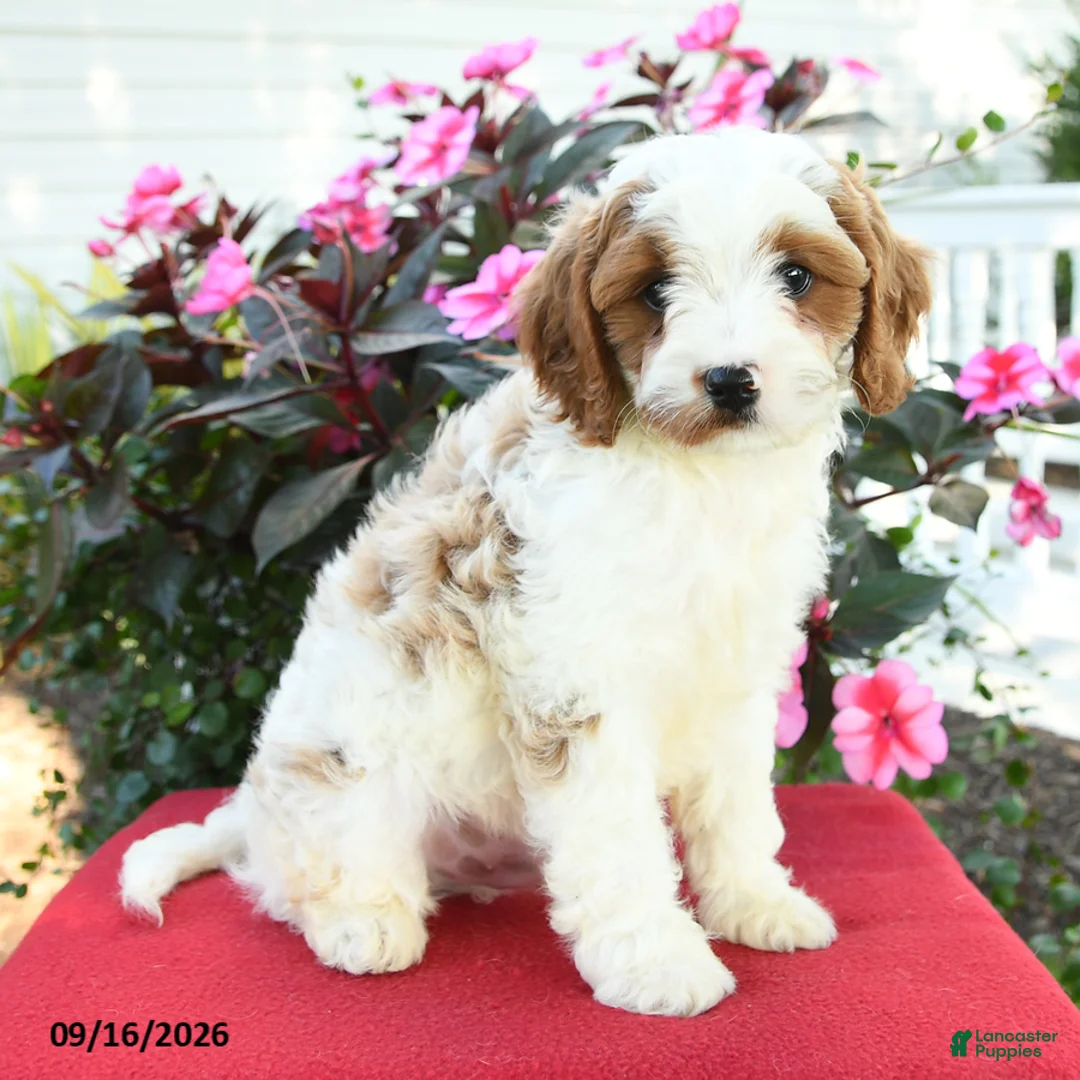 Cavapoo dogs for sale: Laurie - Ad 4