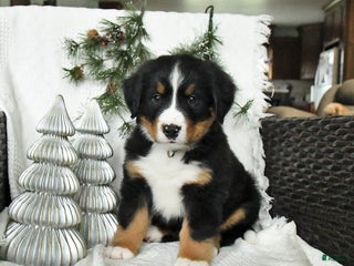 Bernedoodle dogs Drake - Ad 40