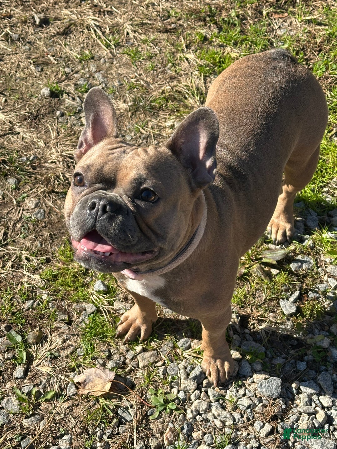 French Bulldog dogs for sale: French Bulldog Puppy 1 - Ad 4