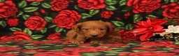 Mini Goldendoodle dogs for sale: Casper - Ad 1