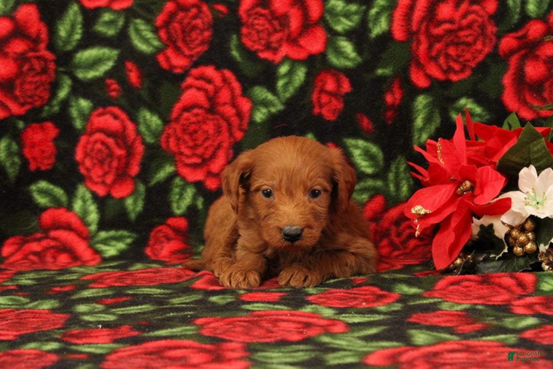 Mini Goldendoodle dogs for sale: Casper - Ad 1